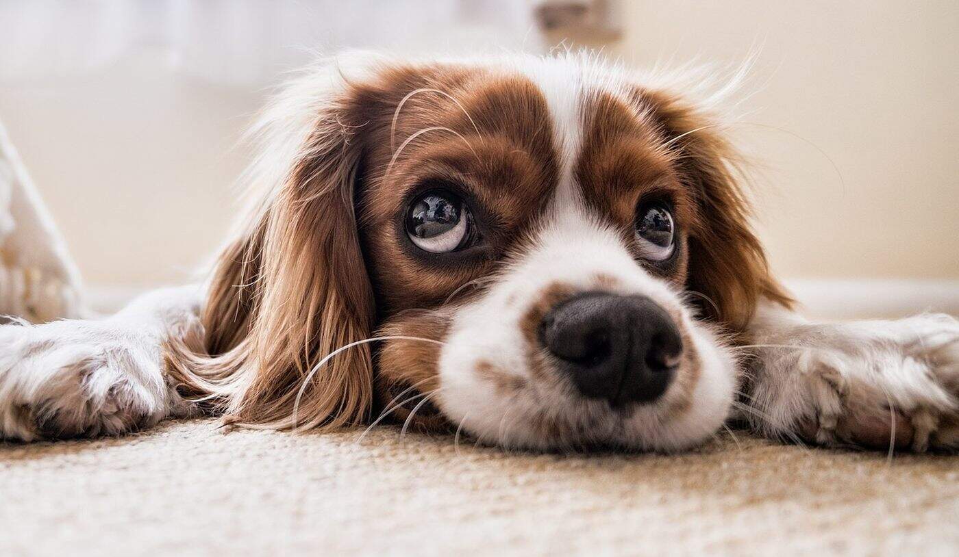 PetWiseCare, fotó: pixabay.com