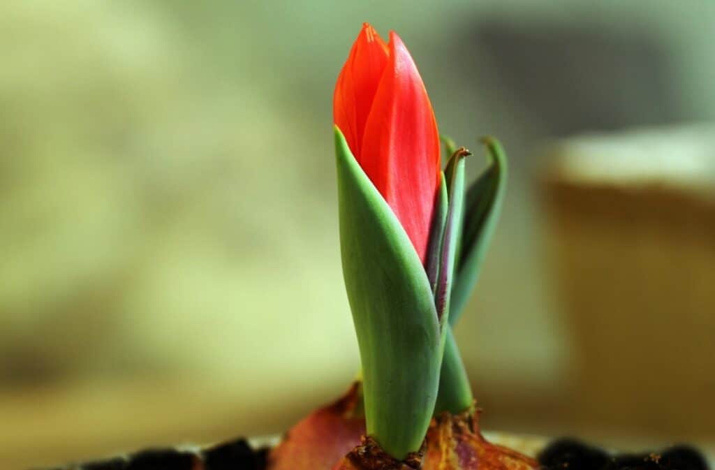 befektetésösztönzés - magyar tulipán - a kép illusztráció - fotó: Pixabay